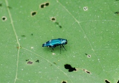 Agrilus acutus