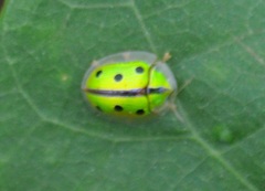 Chiridopsis bipunctata