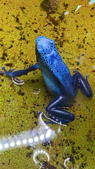 Dendrobates