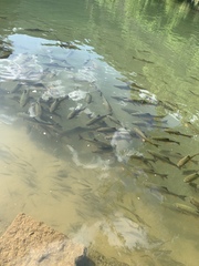 Spinibarbus hollandi