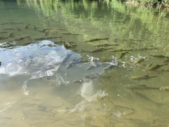 Spinibarbus hollandi