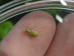 Polydrusus impressifrons