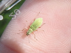 Polydrusus impressifrons