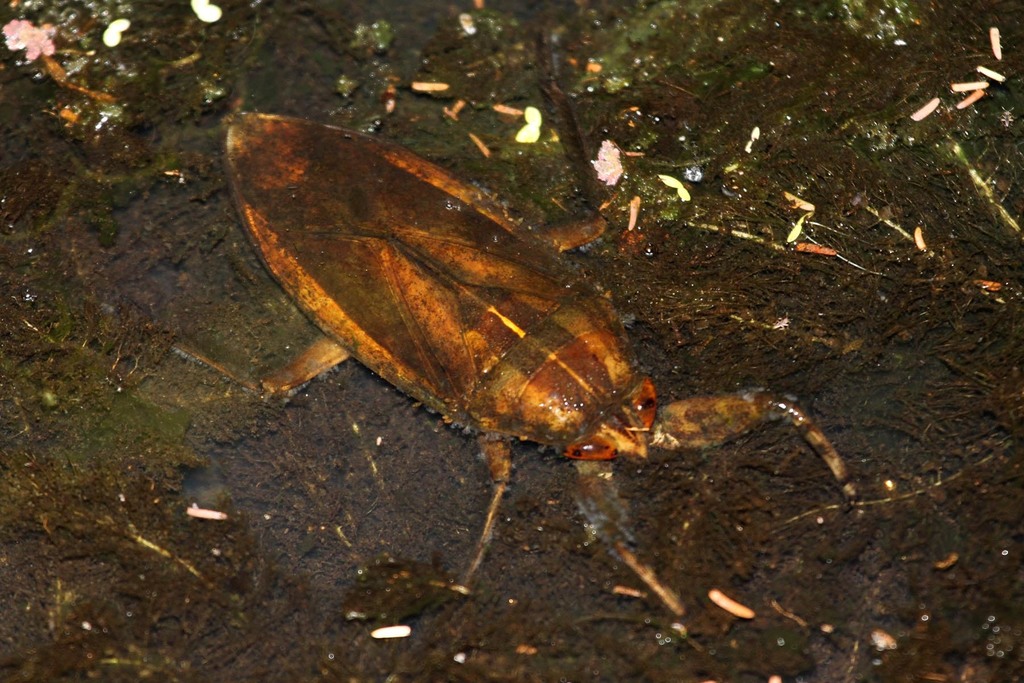 Great Waterbugs