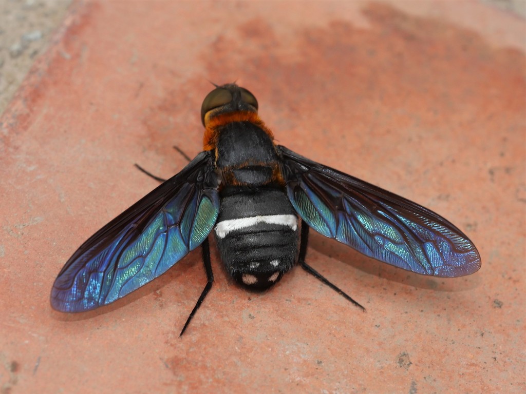 Anthracinae