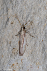 Anderida peorinella