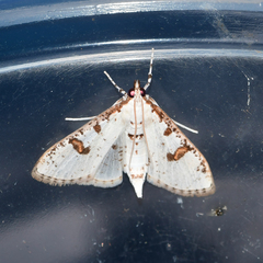 Palpita illibalis