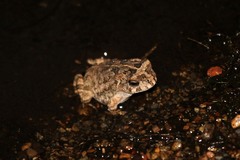 Sclerophrys pusilla