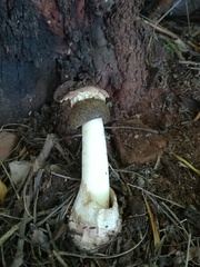 Itajahya galericulata