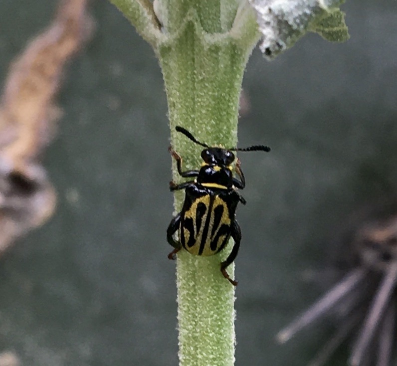 Mastostethus hieroglyphicus