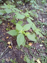 Impatiens parviflora