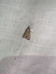 Loxostege munroealis