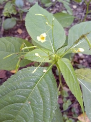 Impatiens parviflora