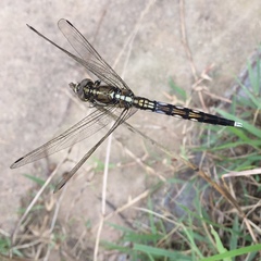 Orthetrum albistylum speciosum