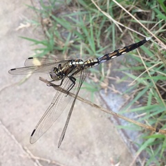 Orthetrum albistylum speciosum