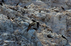 Sula leucogaster brewsteri