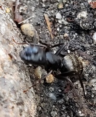 Camponotus pennsylvanicus