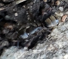 Camponotus pennsylvanicus