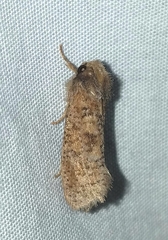 Acrolophus plumifrontella