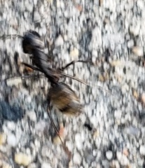 Camponotus pennsylvanicus