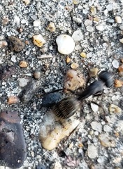 Camponotus pennsylvanicus