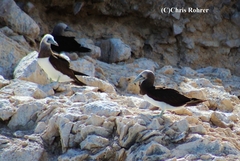 Sula leucogaster brewsteri
