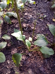 Plantago major