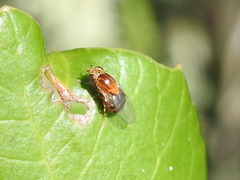 Thaumatomyia rubida