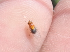 Thaumatomyia rubida
