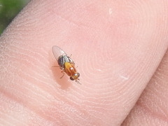 Thaumatomyia rubida