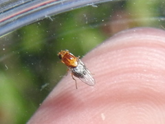 Thaumatomyia rubida