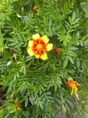 Tagetes lunulata