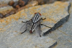 Sarcophagidae
