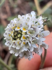Phyllopodium rustii