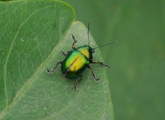 Chrysomelidae