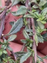 Phyllopodium rustii