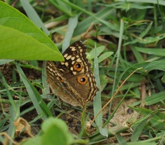 Junonia lemonias