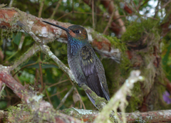 Urochroa bougueri