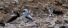 Sula leucogaster brewsteri