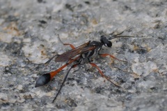 Ammophila