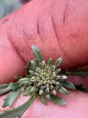 Phyllopodium rustii