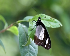 Amauris ochlea ochlea