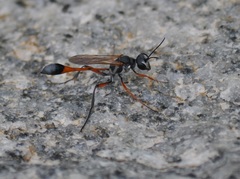 Ammophila