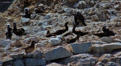 Sula leucogaster brewsteri