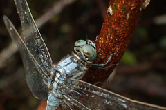 Orthetrum poecilops