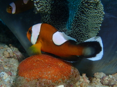 Amphiprion polymnus
