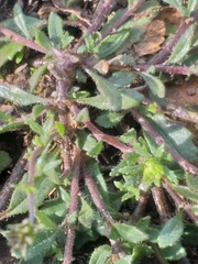 Phyllopodium rustii