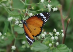 Danaus chrysippus