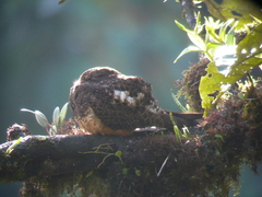 Rufous-Bellied Nighthawk photo 2
