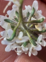 Phyllopodium rustii